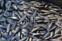 Рыбоводам Зауралья жаркое лето не помешало достичь рекордного объема добычи рыбы