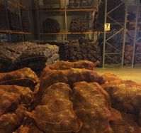 Тюменская агрофирма собрала рекордный урожай картофеля