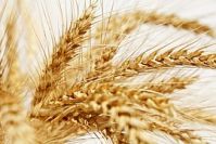 Владимир Путин: Россия вышла на первое место в мире по экспорту пшеницы