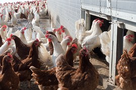 В Марий Эл резко сократилось поголовье сельскохозяйственной птицы