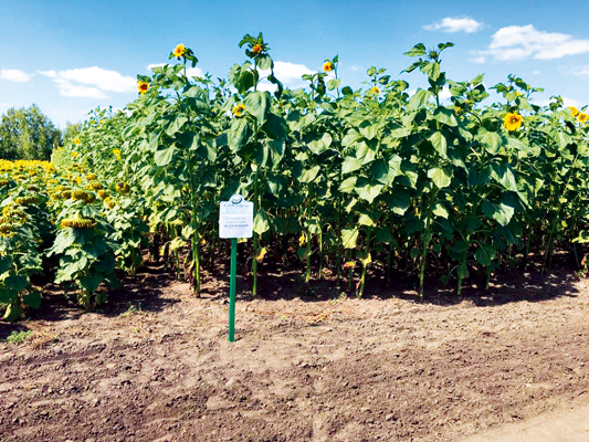 По урожайности подсолнечник Белоснежный превосходит лучшие гибриды кукурузы. Потенциальная урожайность зеленой массы 560-780 ц/га.