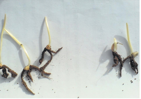 Рис. 1. Процесс прорастания семян озимой пшеницы: вариант слева - электрофизической обработки, справа – контроль (96 часов после посева)