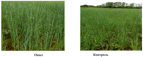 Рис. 8. Влияние электростимуляции посевного материала на развитие растений яровой пшеницы