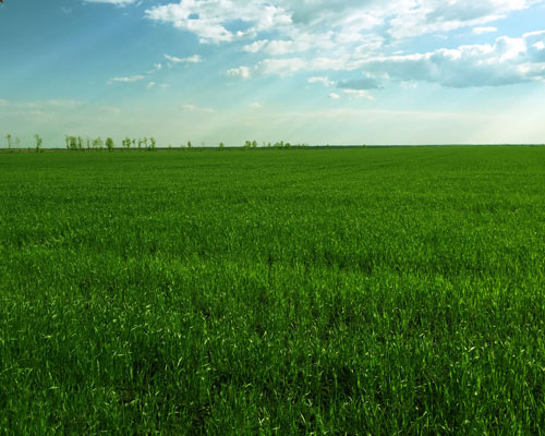 Диагностика азотного питания посевов сельскохозяйственных культур с использованием наземной и дистанционной фотометрии