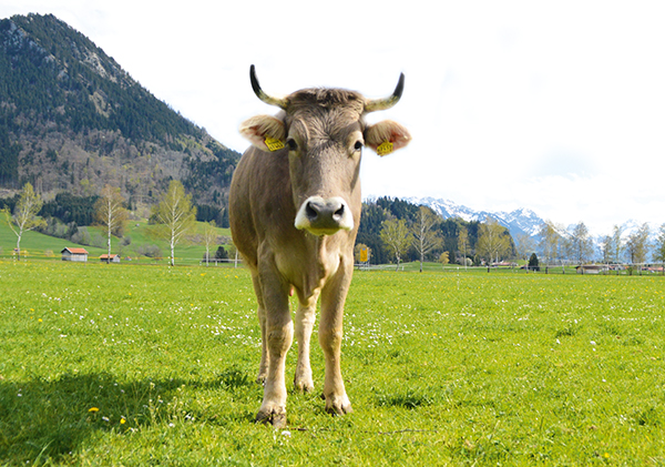 Молоко дает корова? или Cекреты успеха  для небольших ферм