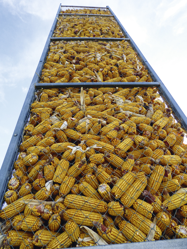 Производство, хранение  и переработка зерна  кукурузы