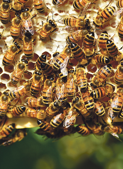 Меры предупреждения болезней пчел