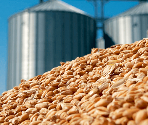 Квотирование  экспорта зерна: создает дисбаланс в отрасли АПК