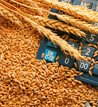 Растущий объем производства усилит конкуренцию на рынке пшеницы