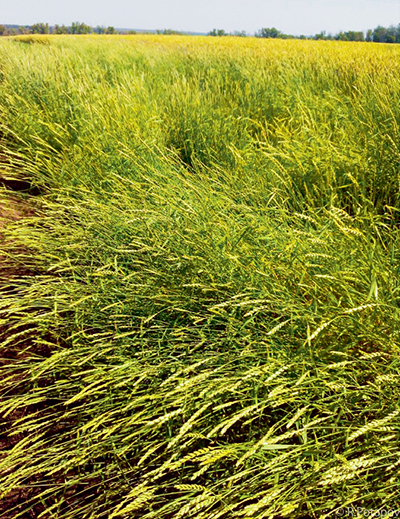 Пшенично-пырейный гибрид: возделывание, сортировка и хранение
