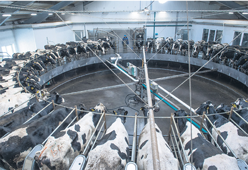 Сфера высоких технологий: В Тюменской области успешно развивается молочное животноводство