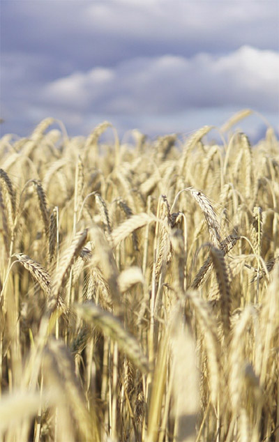 Обзор рынка пшеницы и кукурузы в России и мире