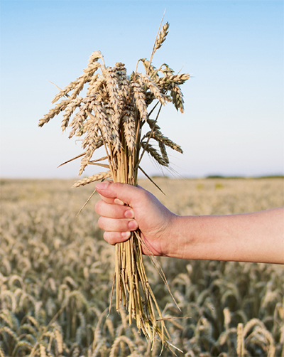 Факторы влияния  на зерновой  колос  пшеницы