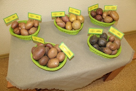 В Омской области хотят увеличить производство овощей и картофеля