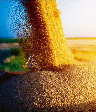 Россия остается лидером в мире по экспорту пшеницы и четвертой по ее производству