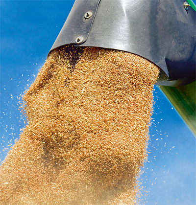 Прогноз пшеничного рынка мира и России в будущем 2021-22 сезоне – USDA