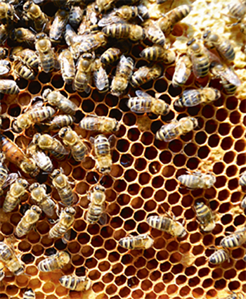 Башкирские пчёлы, как опора аграрной экономики