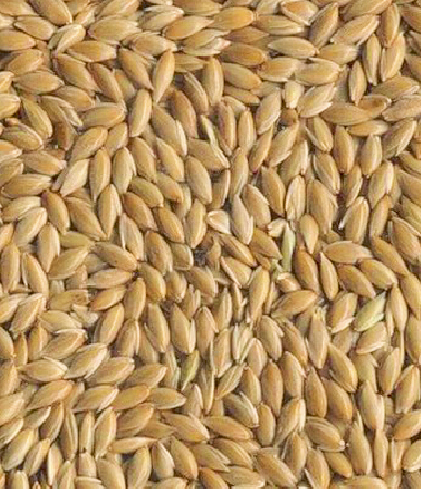 Почему итальянцы выбирают нашу твердую пшеницу
