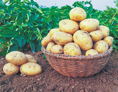 Картофельные бунты – почему казахстанцам становится недоступным «второй хлеб»?