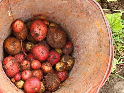 Алтайские аграрии начали уборку картофеля