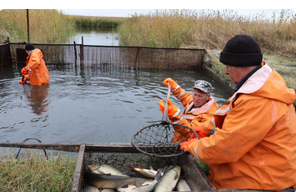 Новосибирские рыбхозы получат еще одну меру господдержки