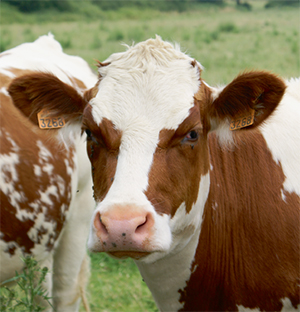 Влияние воспроизводительных качеств на молочную продуктивность коров симментальской породы