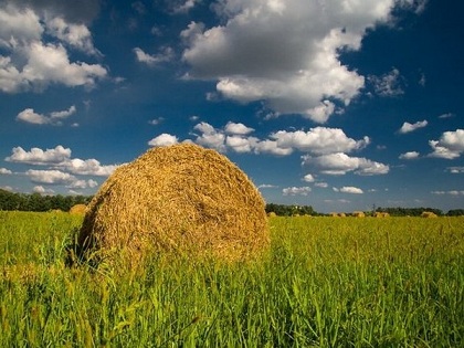 В Казахстане заготовлено 23,2 млн тонн сена