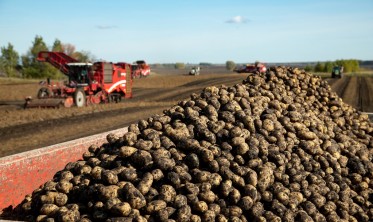 В Кузбассе прошла агроконференция по картофелю