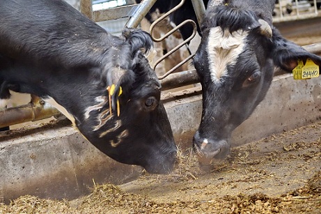 В Удмуртии растет поголовье дойных коров
