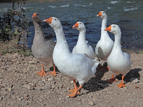 В Башкирии содержится более 1,1 млн голов гусей
