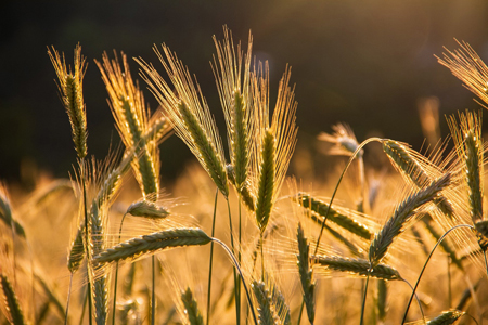 Казахстанские аграрии прогнозируют рост цен пшеницы до 120 тыс. тенге за тонну