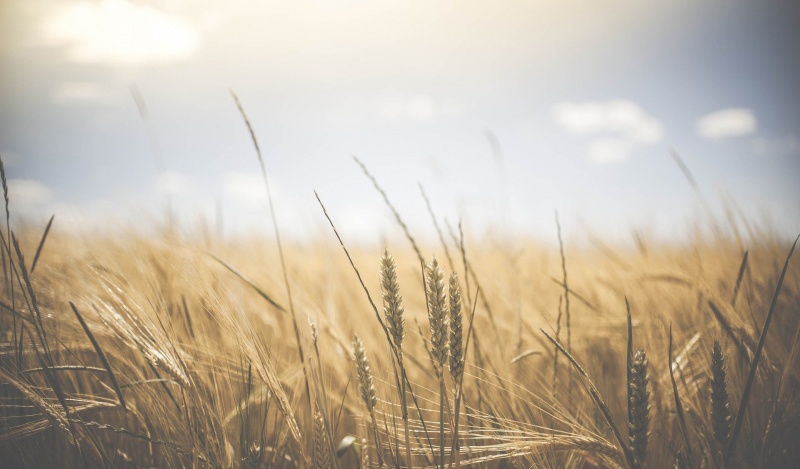 В 2021 году Россия соберет меньше пшеницы,  но останется лидером экспорта этого зерна