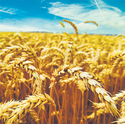 Твердая пшеница: эффективность возделывания и реализации