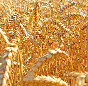 Повторные посевы пшеницы: продуктивность в разных погодных условиях. В эксперименте на Центральном опытном поле Курганского НИИСХ