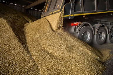 В Кузбассе собран наивысший урожай зерна за последние 10 лет