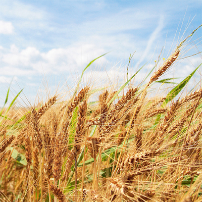 Прогнозы экспертов по производству зерна в мире падают, а цены растут