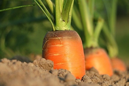 В России вырастут посевы овощей и картофеля