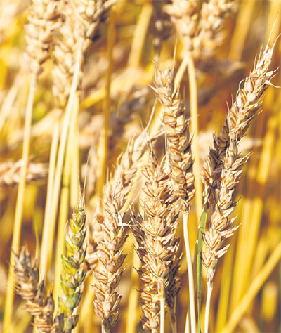 За декабрь и январь котировки пшеницы и кукурузы в мире снизились