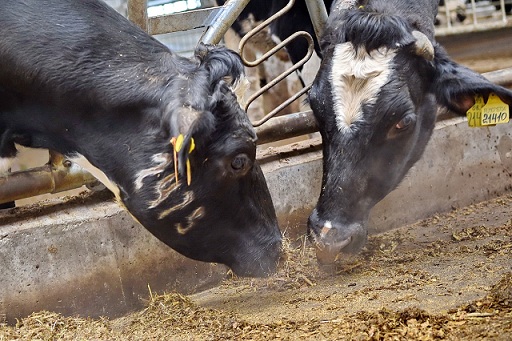 Удмуртия нарастила поголовье дойных коров на 2,2%