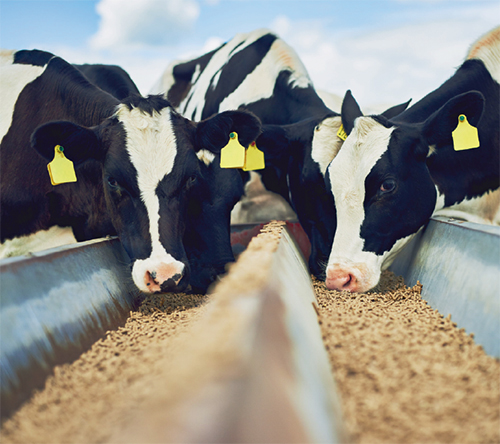 Применение зерна Тритикале в кормлении дойных коров