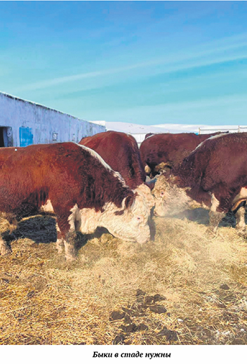 Как вырастить экономный скот. Канадский опыт в казахстанскую практику
