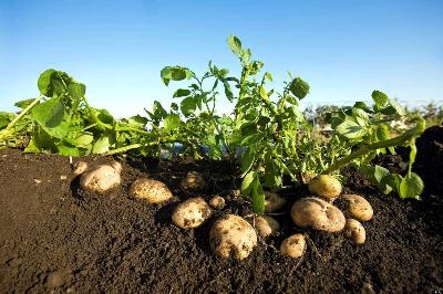 В Саратовской области завершен сев картофеля