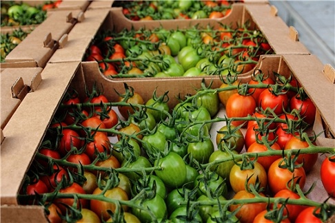 В теплицах Чувашии растет производство овощей