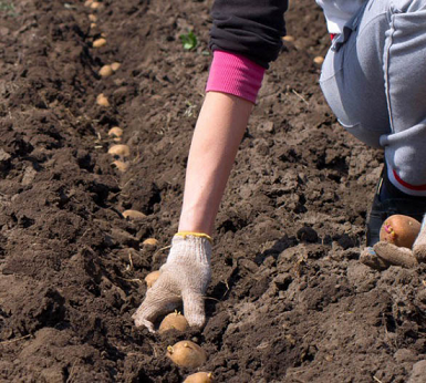 В Оренбуржье закончена высадка овощей и картофеля