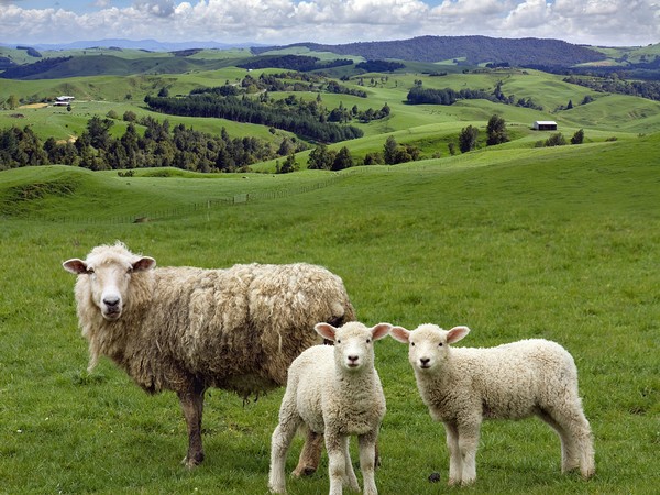 В Татарстане сократилось поголовье овец