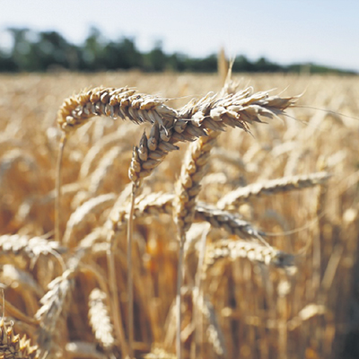 Ситуация в зерновой отрасли Зауралья: важные изменения в учете зерна
