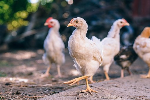 В Нижегородской области ситуация по гриппу птиц под контролем