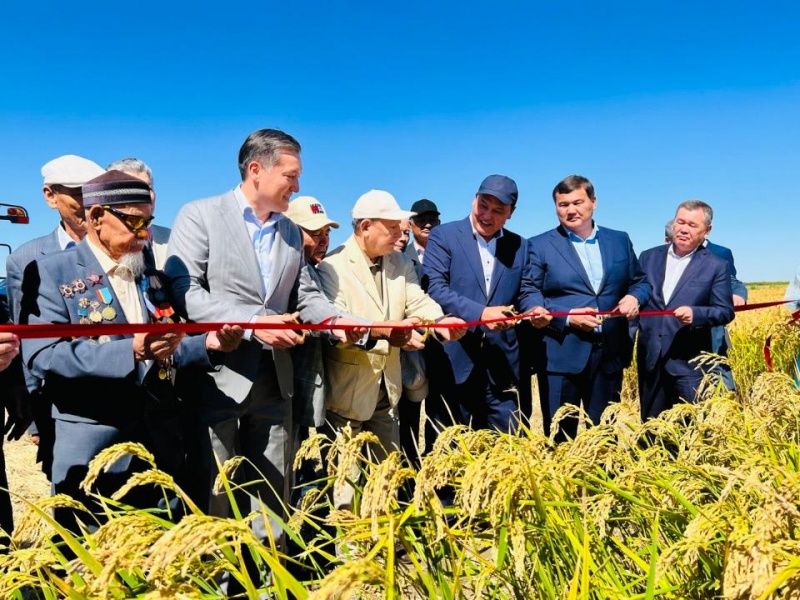 Казахстан на 10% сократил посевы риса