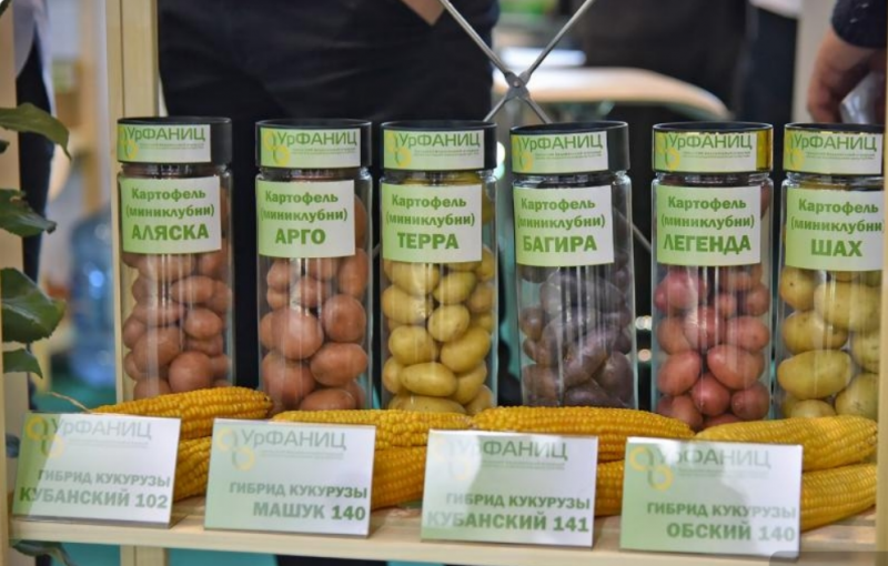 Свердловская область имеет успехи в селекции картофеля