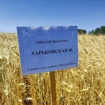 Где «растут» макароны: в Оренбургской области выращивают 40 процентов твердой пшеницы в России